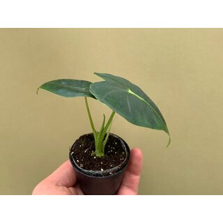 Alocasia frydek Babyplant