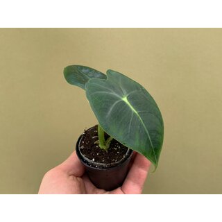 Alocasia frydek Babyplant