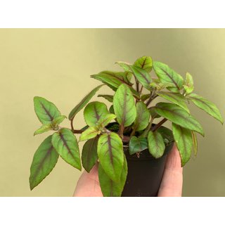 Paradrymonia campostyla