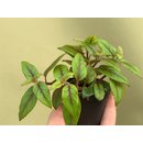 Paradrymonia campostyla