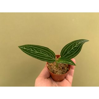 Ludisia discolor var. alba