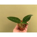 Ludisia discolor var. alba
