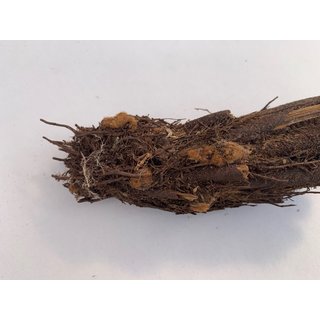 Xaximstamm natur 10-15cm lang