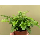 Asplenium spec. Franzsisch Guyana NEU