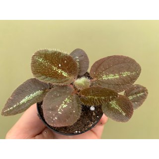 Bertolonia maculata