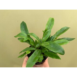 Pesopteris crassifolia