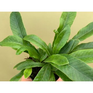 Pesopteris crassifolia