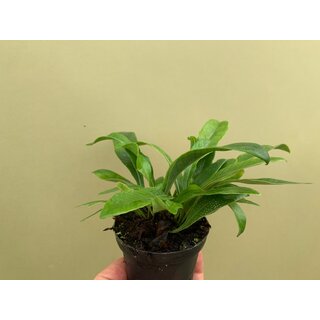 Pesopteris crassifolia