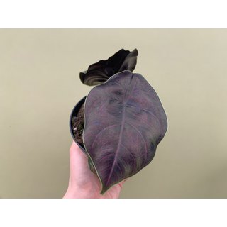 Alocasia azlanii