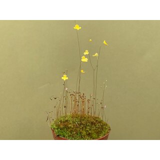Utricularia subulata