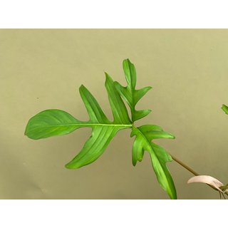 Philodendron Glad Hands