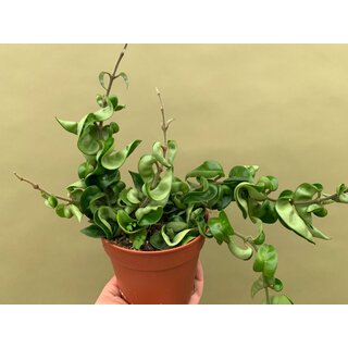 Hoya carnosa compacta L