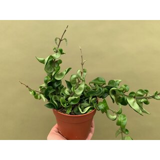 Hoya carnosa compacta L