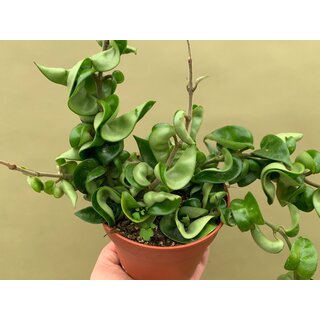 Hoya carnosa compacta L