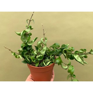 Hoya carnosa compacta