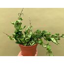 Hoya carnosa compacta L