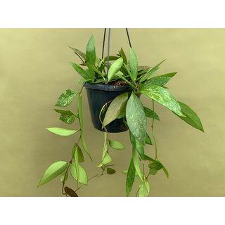 Hoya memoria Hängeampel L