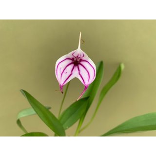 Masdevallia spec. Lila