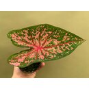 Caladium Pink Beauty Bulb