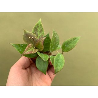 Hoya Sunrise Babyplant