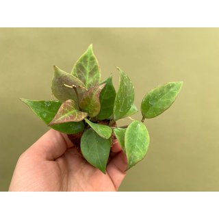Hoya Sunrise Babyplant