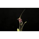 Platystele baqueroi