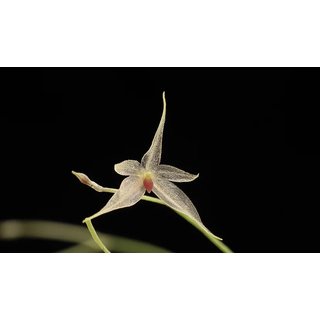 Platystele posadarum
