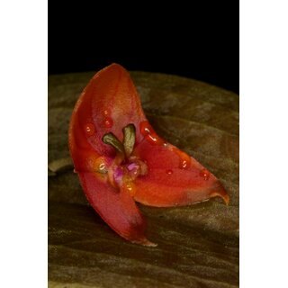 Lepanthes niesseniae