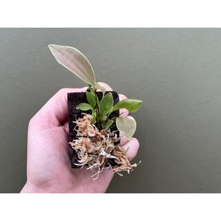 Lepanthes niesseniae