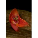 Lepanthes niesseniae
