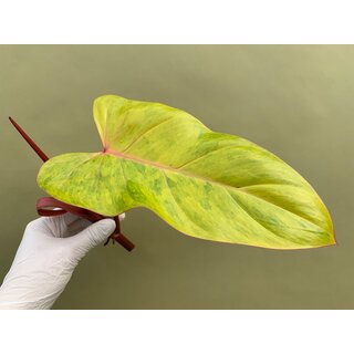 Philodendron painted Lady Cutting