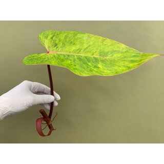 Philodendron painted Lady Cutting