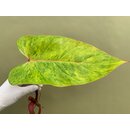 Philodendron painted Lady Cutting