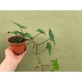 Syngonium podophyllum green