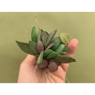 Hoya Rosita Babyplant