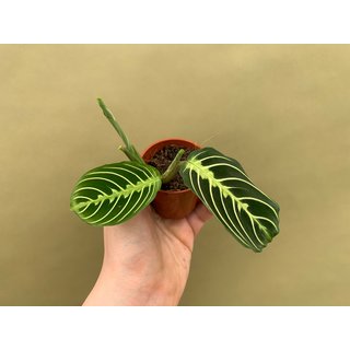 Maranta Lemon Lime S