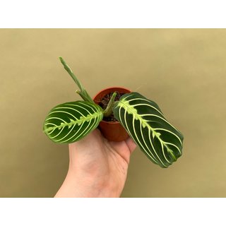 Maranta Lemon Lime S