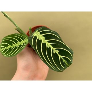 Maranta Lemon Lime S