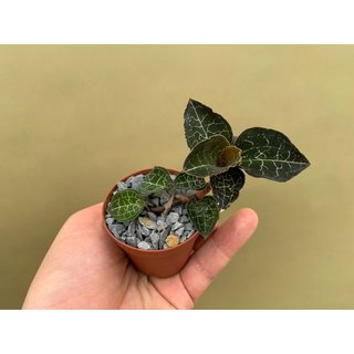 Anectochilus roxburghii
