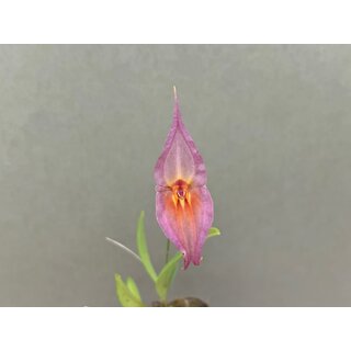 Lepanthes dalessandroi Pink
