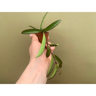 Hoya carnosa wayetii green Babyplant