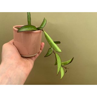 Hoya carnosa wayetti green Babyplant