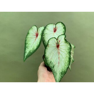 Caladium White Lightning