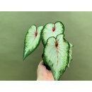 Caladium White Lightning