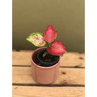 Aglaonema red Babyplant