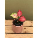 Aglaonema  red Babyplant
