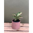 Aglaonema Pink Babyplant