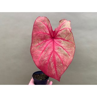 Caladium Autumn Beauty