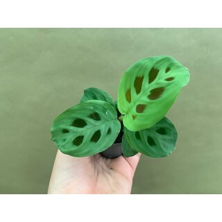 Maranta leuconeura green stripe Babyplant