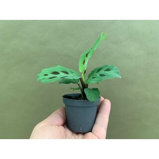 Maranta leuconeura green stripe Babyplant